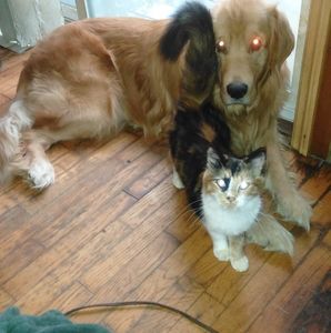 Meet your Posher, Troy